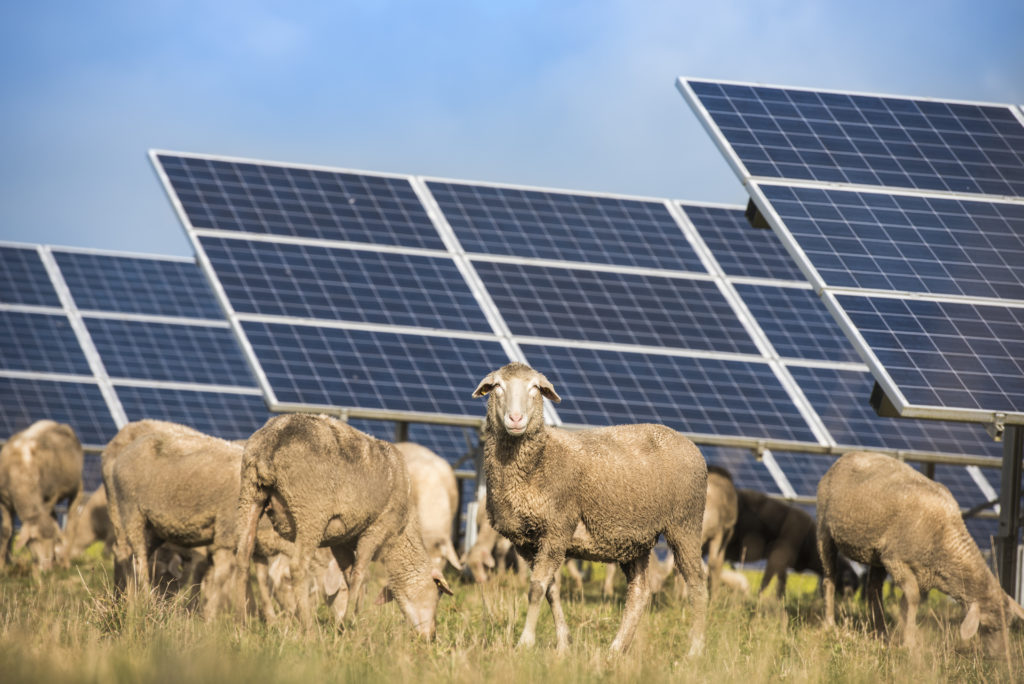 Schafe grasen unter einer Freiflächen Photovoltaikanlage